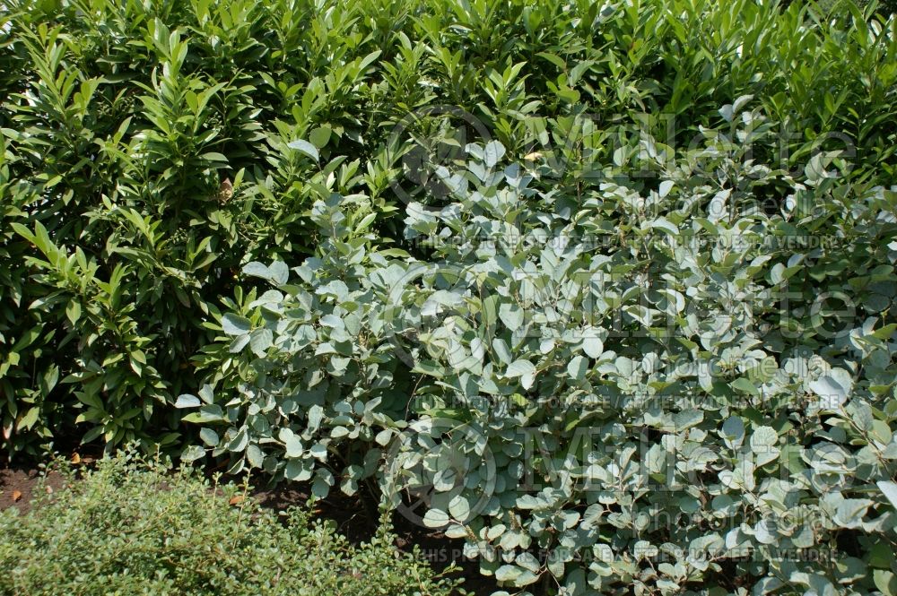 Fothergilla Blue Shadow (Fothergilla Witch Alder) 4 