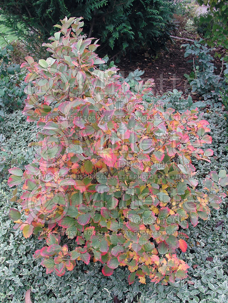 Fothergilla Blue Shadow (Fothergilla Witch Alder) 5 