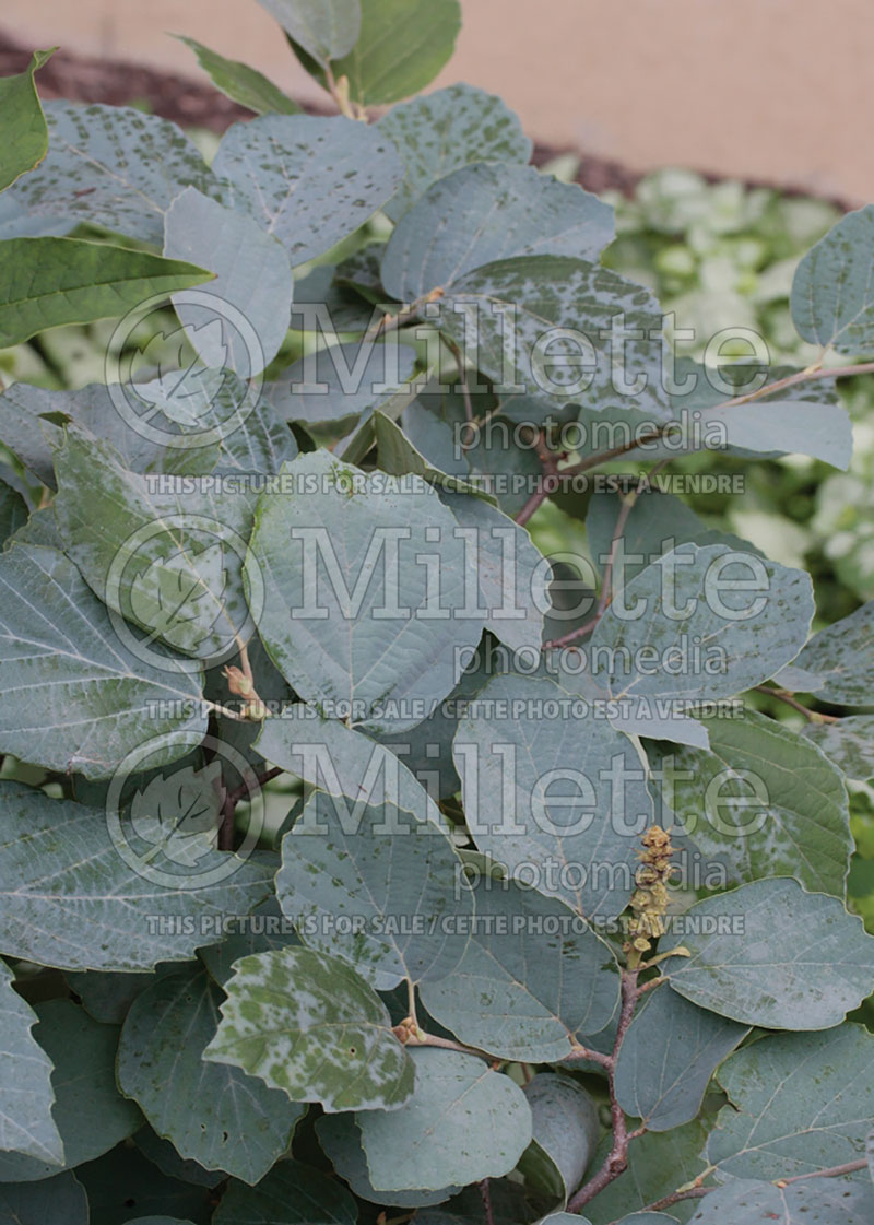 Fothergilla Blue Shadow (Fothergilla Witch Alder) 1 