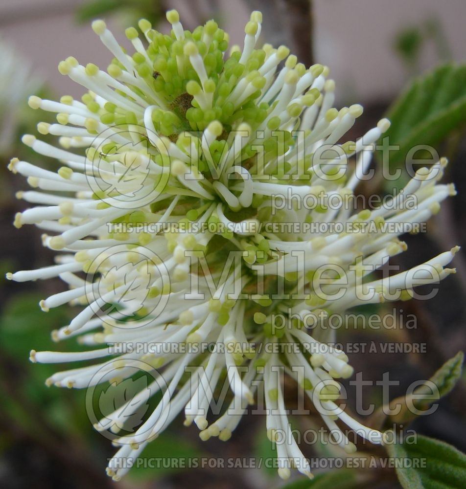 Fothergilla Blue Shadow (Fothergilla Witch Alder) 3  