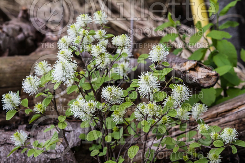 Fothergilla Blue Shadow (Fothergilla Witch Alder) 6 