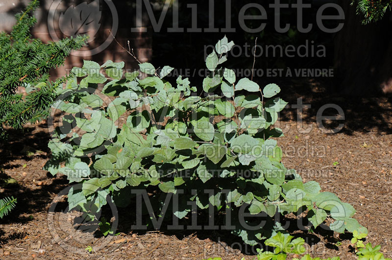 Fothergilla Blue Shadow (Fothergilla Witch Alder) 7 