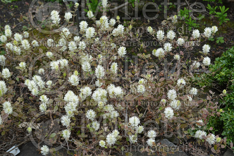 Fothergilla Harold Epstein (Fothergilla Witch Alder) 1 