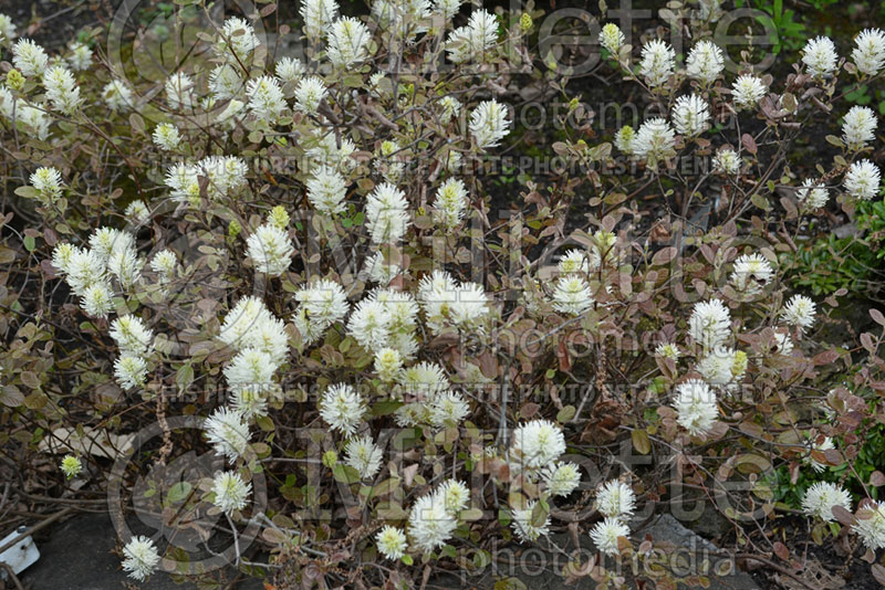 Fothergilla Harold Epstein (Fothergilla Witch Alder) 2 