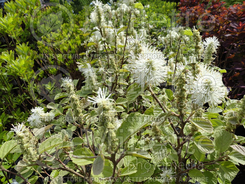 Fothergilla Mount Airy or Mt. Airy (Fothergilla Witch Alder) 13 