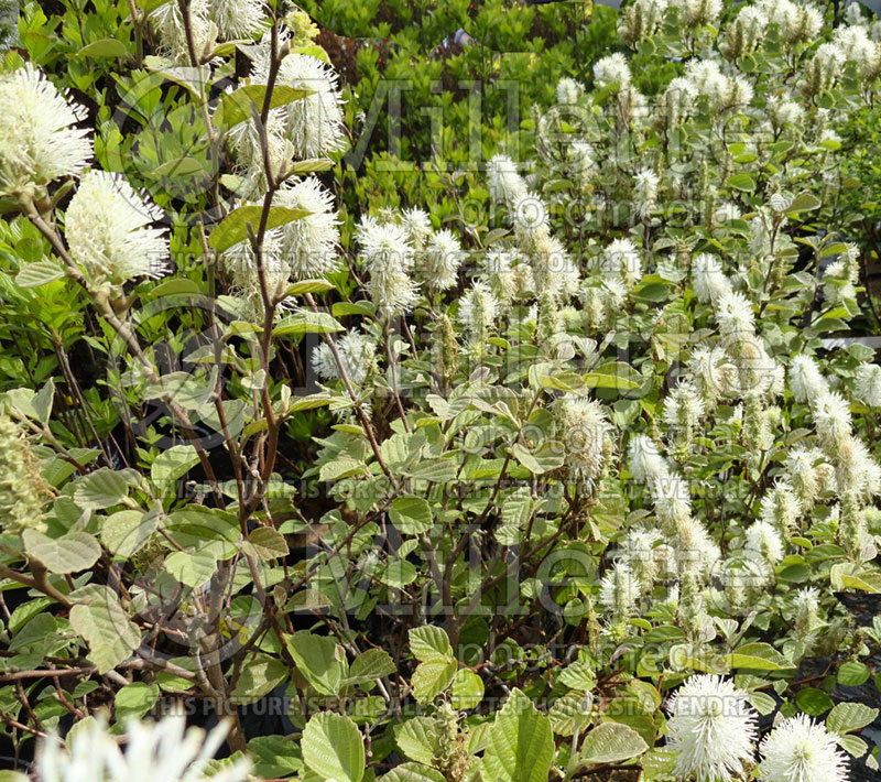 Fothergilla Mount Airy or Mt. Airy (Fothergilla Witch Alder) 9 