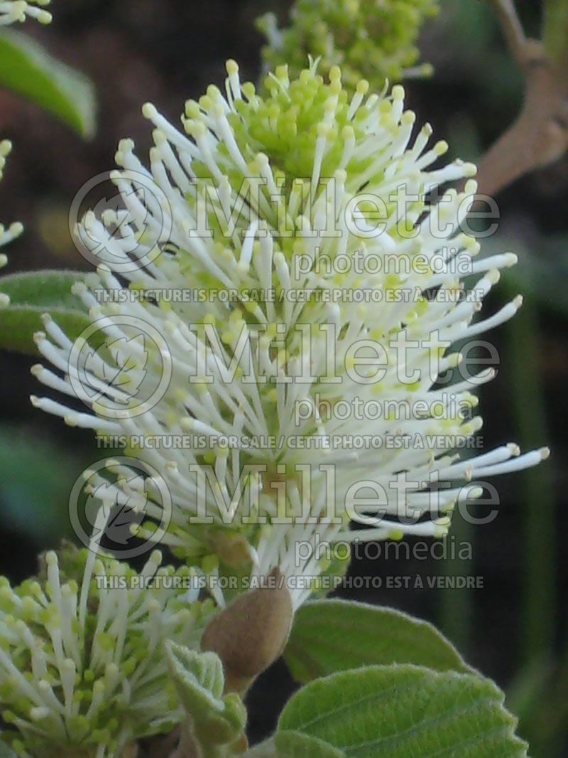 Fothergilla Mount Airy or Mt. Airy (Fothergilla Witch Alder) 3 