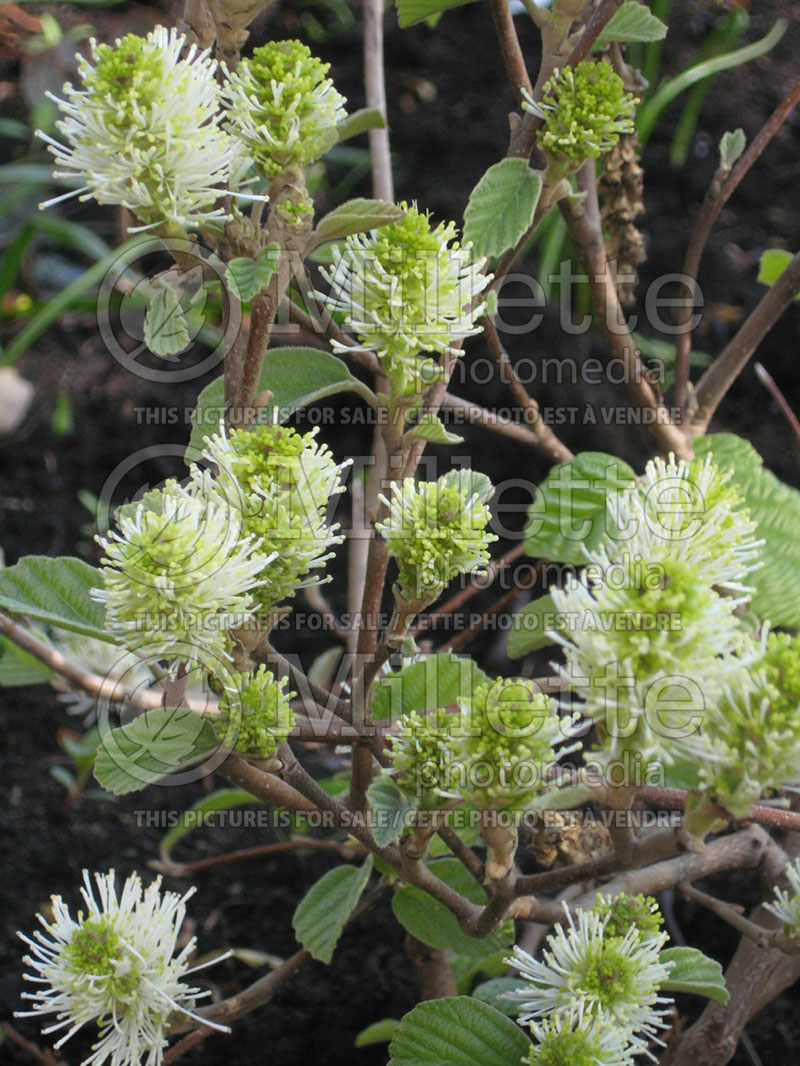 Fothergilla Mount Airy or Mt. Airy (Fothergilla Witch Alder) 2 