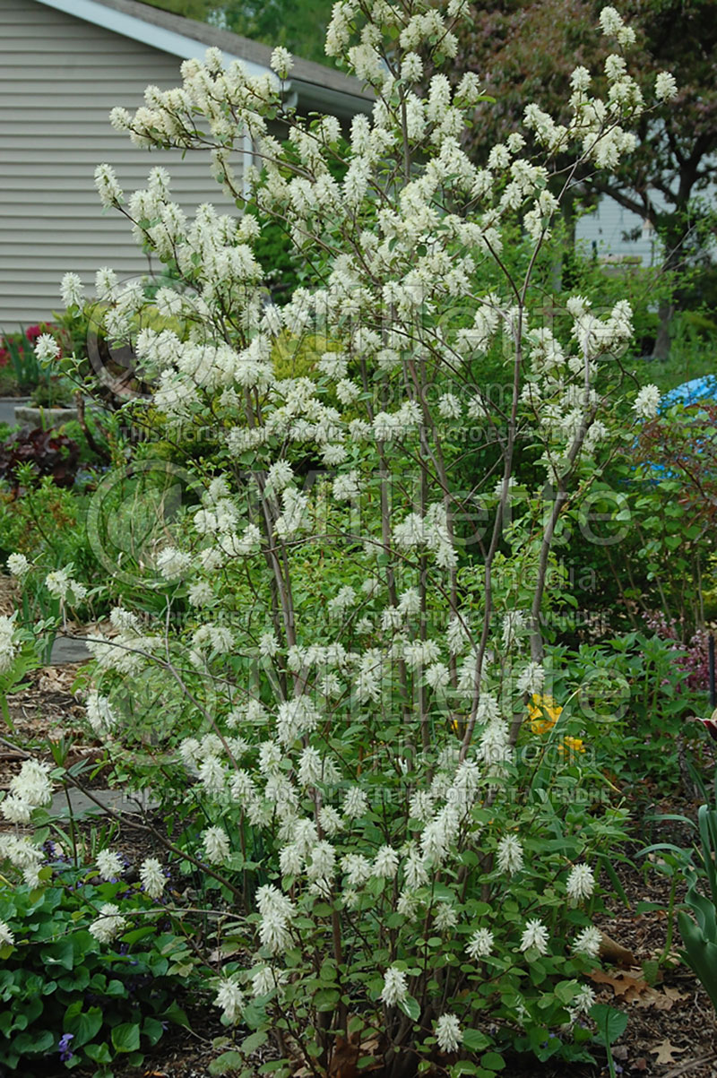 Fothergilla gardenii (Fothergilla Witch Alder) 1 