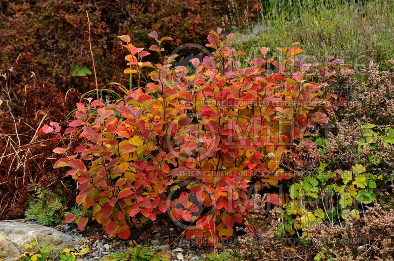 Fothergilla gardenii (Fothergilla Witch Alder) 2 