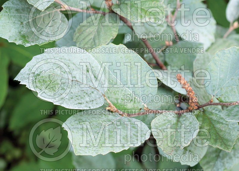 Fothergilla Blue Shadow (Fothergilla Witch Alder) 2 