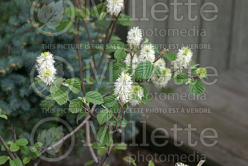 Fothergilla Mount Airy or Mt. Airy (Fothergilla Witch Alder) 6 