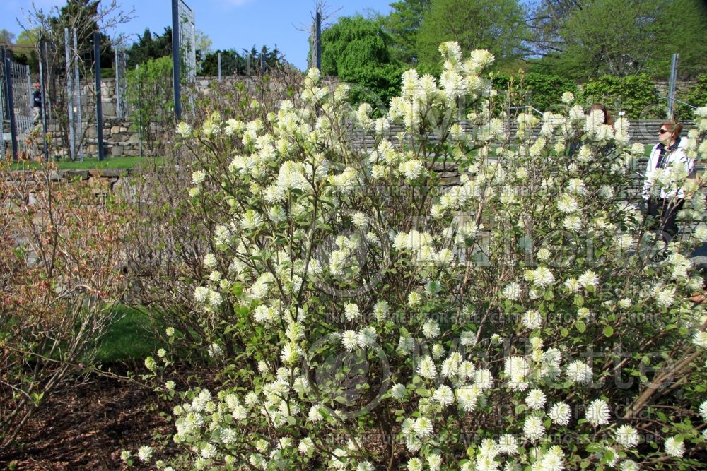 Fothergilla Mount Airy or Mt. Airy (Fothergilla Witch Alder) 7 