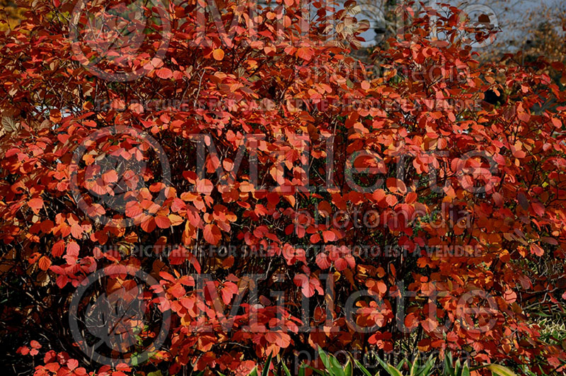 Fothergilla Red Licorice (Fothergilla) 1 