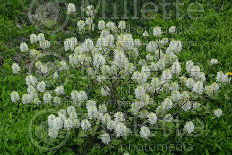 Fothergilla Red Licorice (Fothergilla) 2 