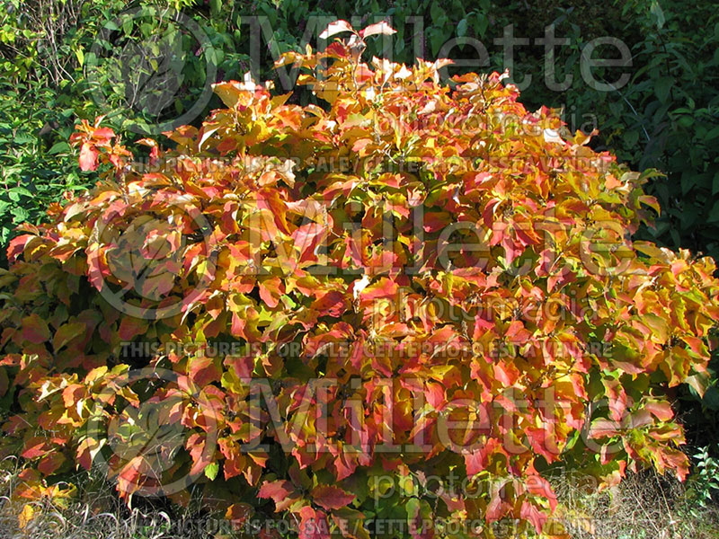 Fothergilla major (Fothergilla Witch Alder) 3