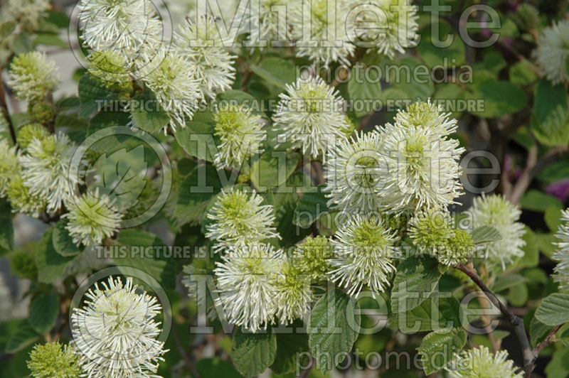 Fothergilla Mount Airy or Mt. Airy (Fothergilla Witch Alder) 12 