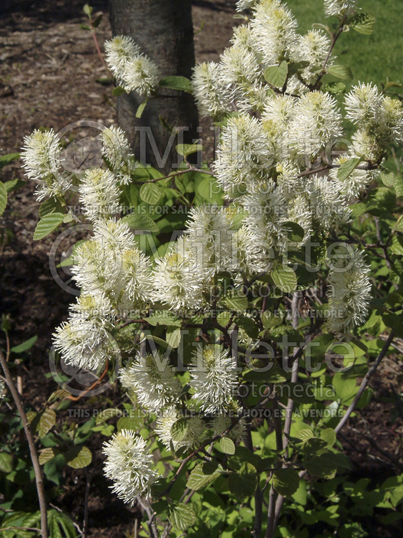 Fothergilla Mount Airy or Mt. Airy (Fothergilla Witch Alder) 5 