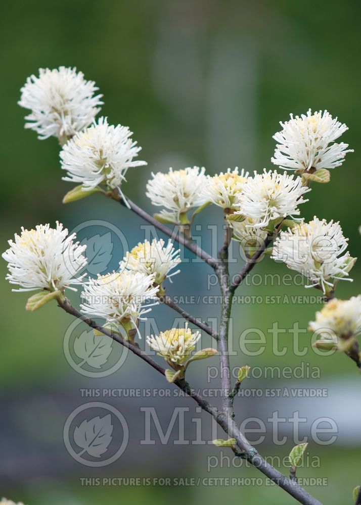 Fothergilla Mount Airy or Mt. Airy (Fothergilla Witch Alder) 4 