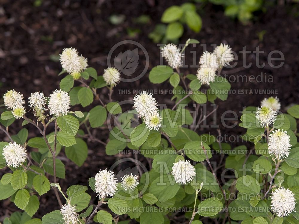 Fothergilla Blue Shadow (Fothergilla Witch Alder) 9 