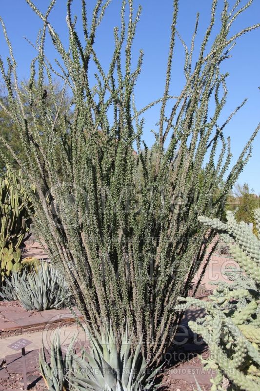 Fouquieria splendens (Ocotillo) 1