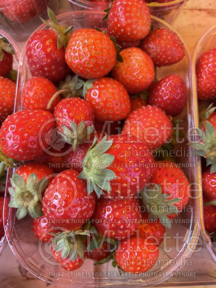 Fragaria Annabelle (Strawberry) 1 