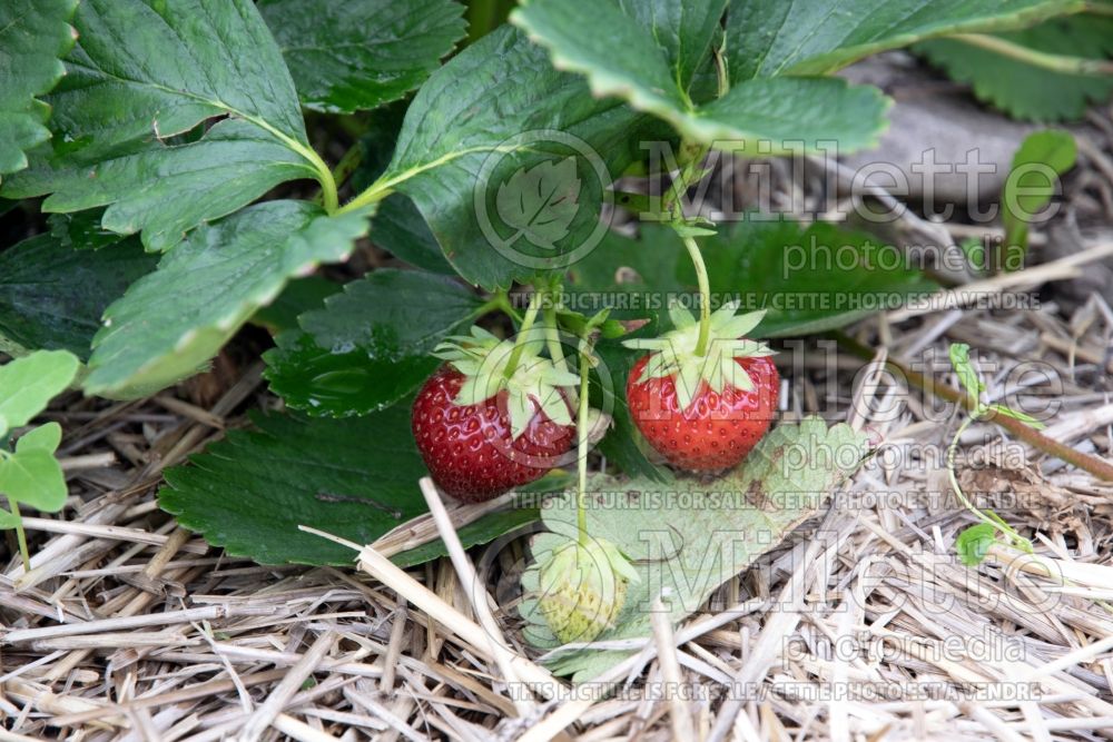 Fragaria Charlotte (Strawberry) 2 