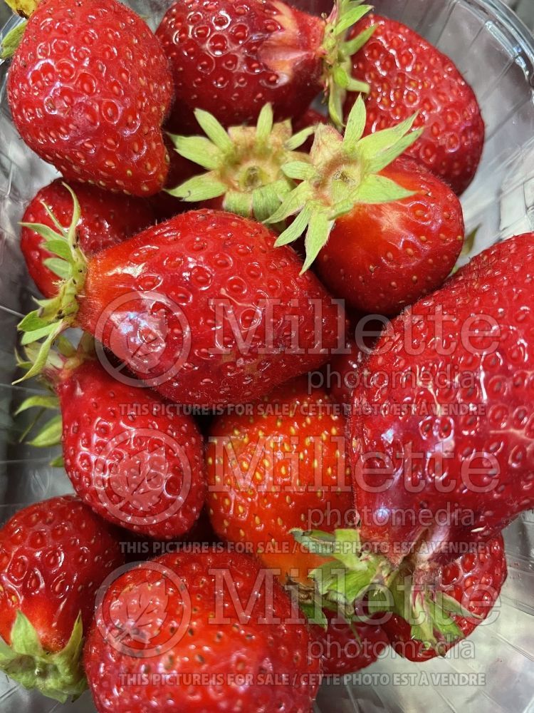 Fragaria Cirafine (Strawberry) 1 