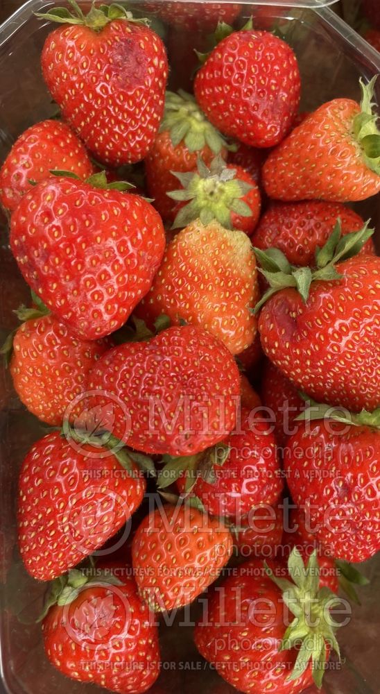 Fragaria Clery (Strawberry) 1 