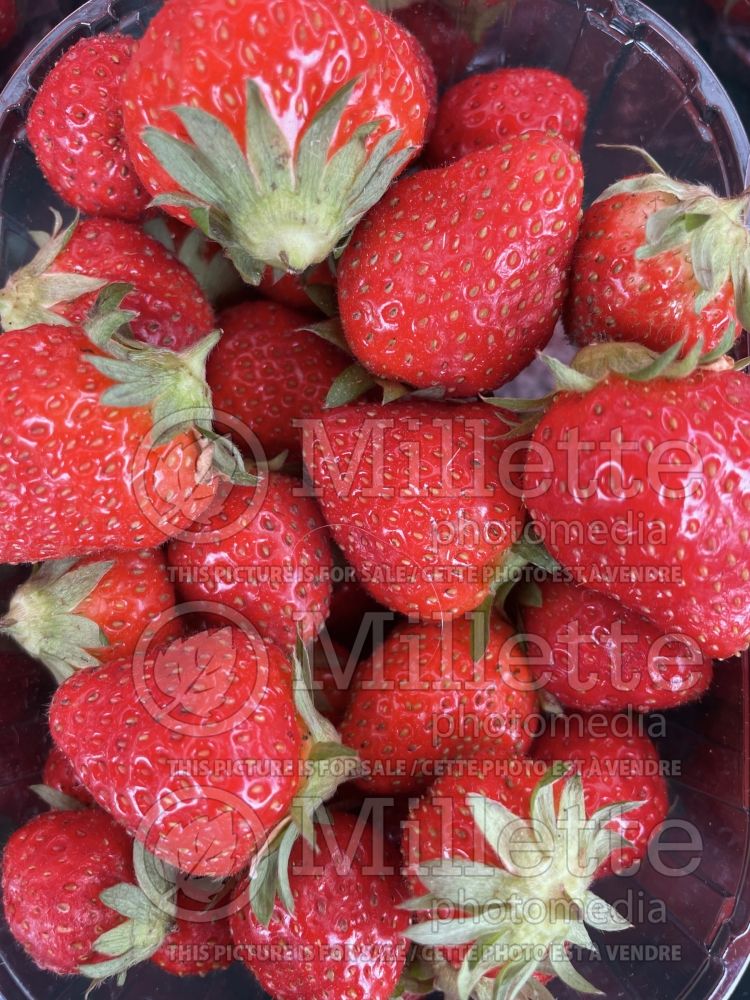 Fragaria Mara des Bois (Strawberry) 1 