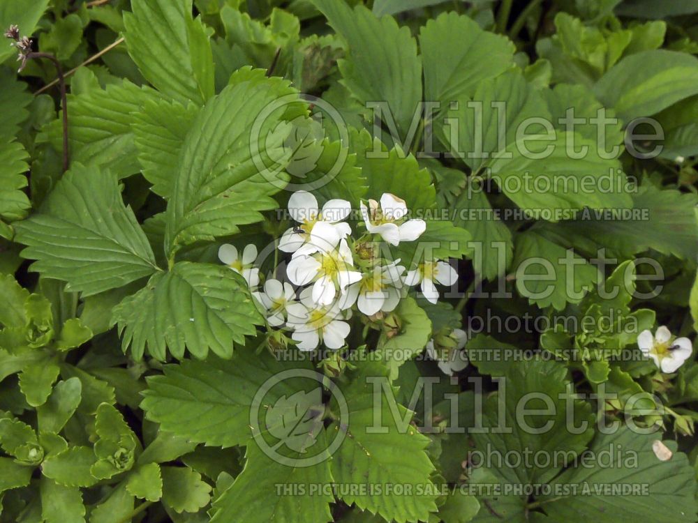 Fragaria virginiana (Virginia strawberry) 10 