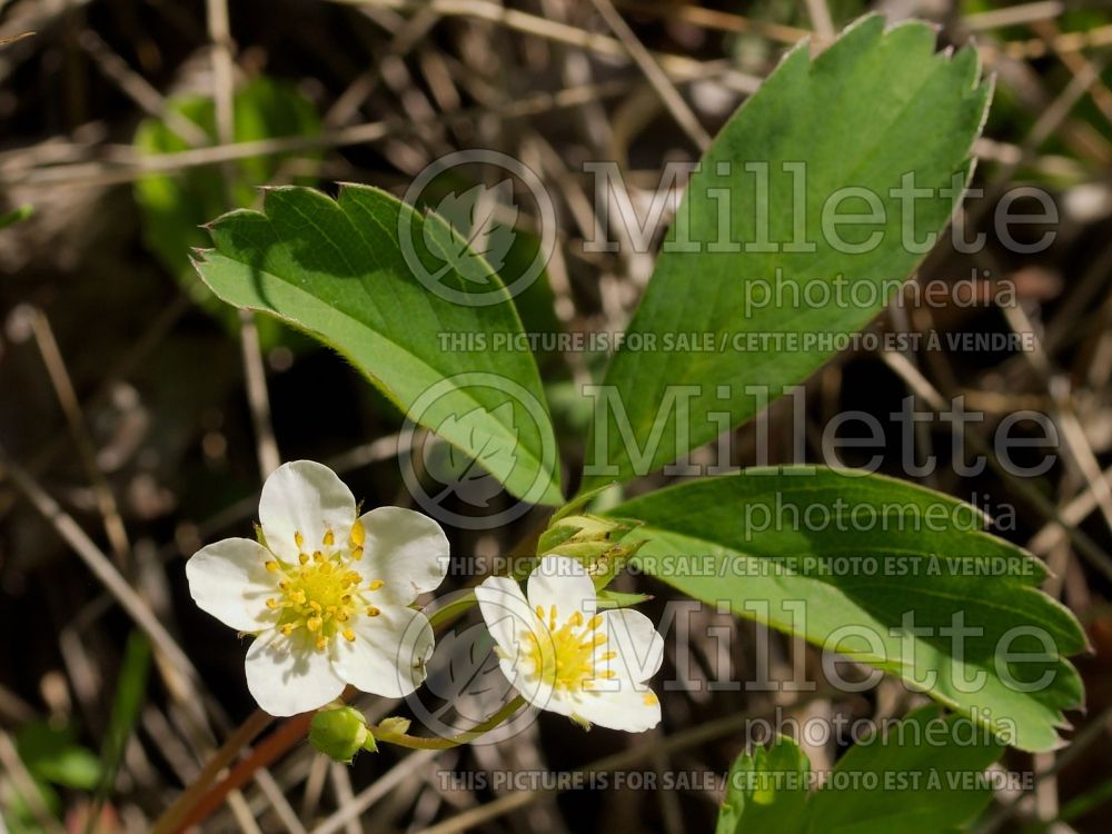 Fragaria virginiana (Virginia strawberry) 9 