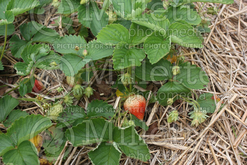 Fragaria Cabot (Strawberry) 1 