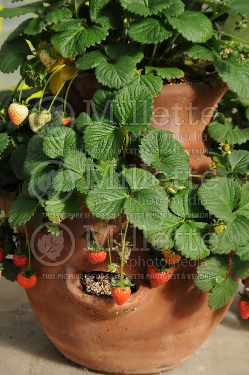 Fragaria Cupido (Strawberry) 1 