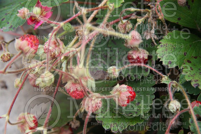 Fragaria Pink Panda (Ornamental strawberry) 1