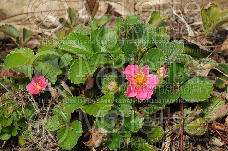 Fragaria Pink Panda (Ornamental strawberry) 2