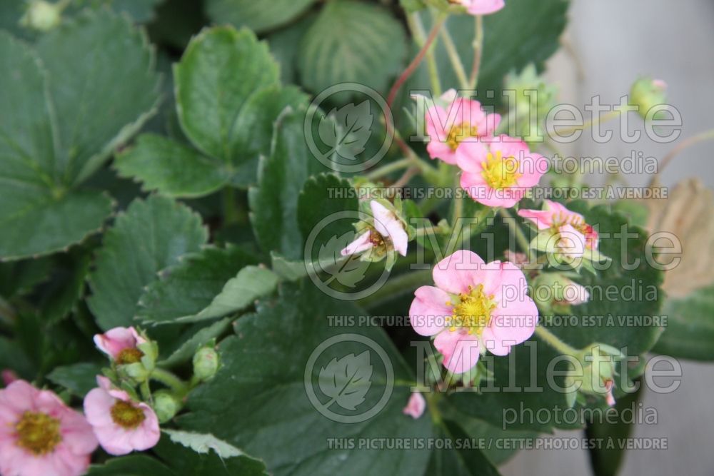 Fragaria Rosalyne (Strawberry) 2 