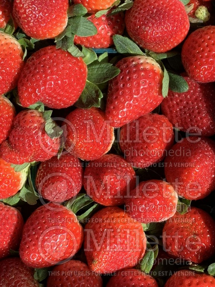 Fragaria ananassa (strawberry fruit - fraise) 1 