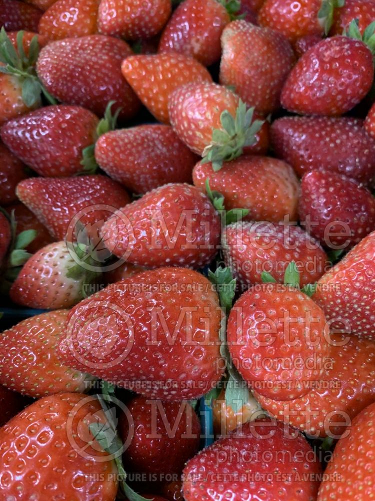 Fragaria ananassa (strawberry fruit - fraise) 2 