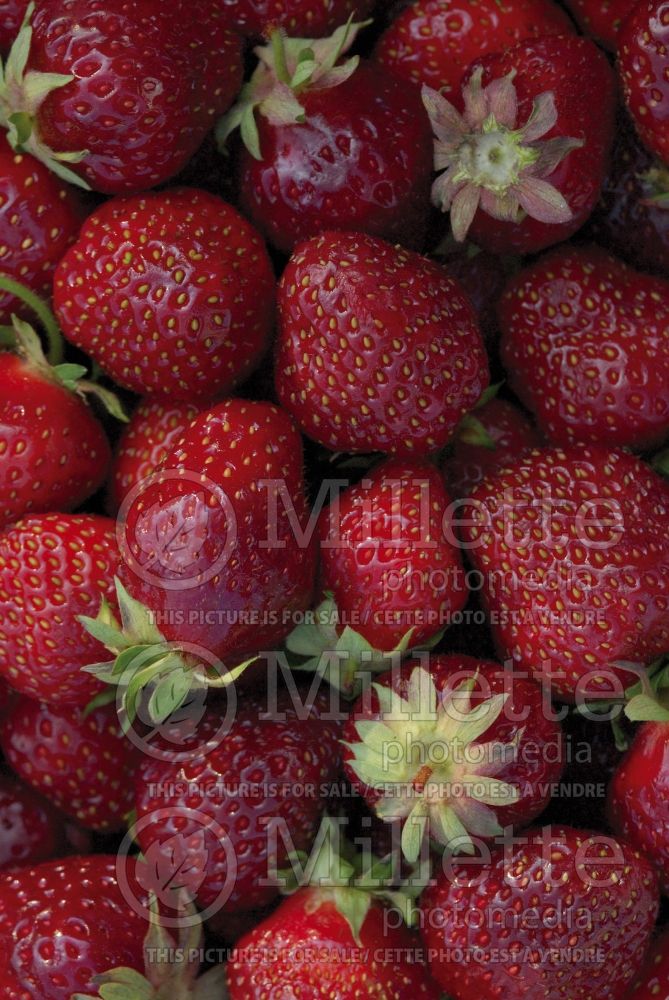 Fragaria ananassa (strawberry fruit - fraise) 4 