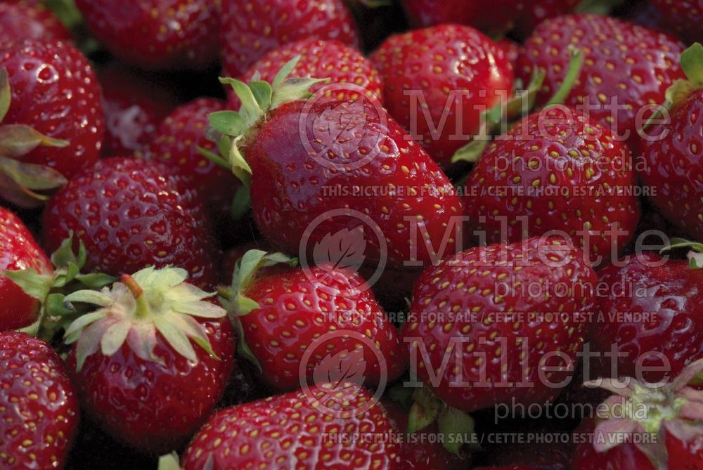 Fragaria ananassa (strawberry fruit - fraise) 5 