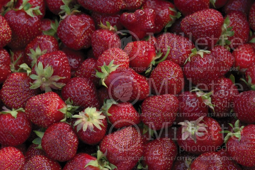 Fragaria ananassa (strawberry fruit - fraise) 6 