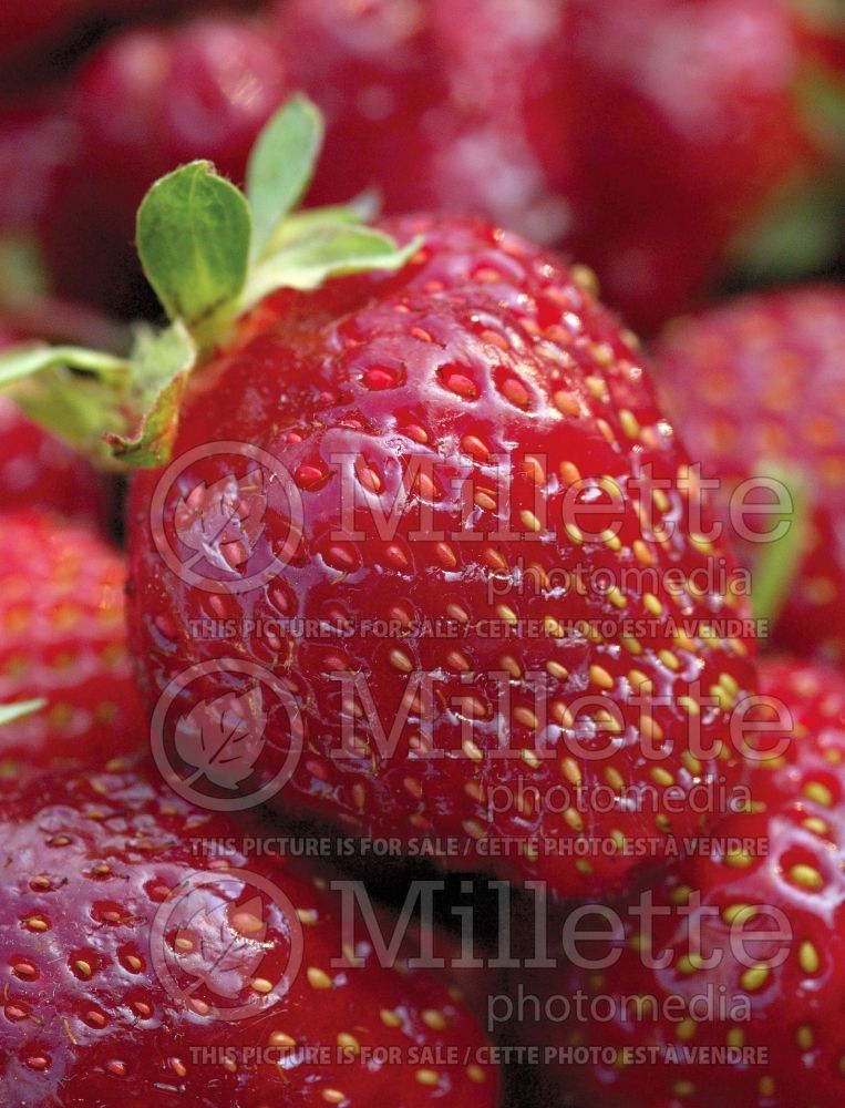 Fragaria ananassa (strawberry fruit - fraise) 3 