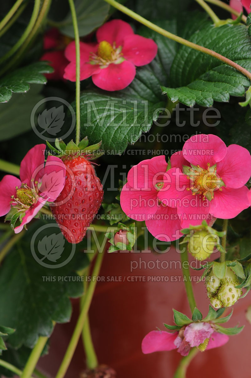 Fragaria Toscana (Strawberry) 1 