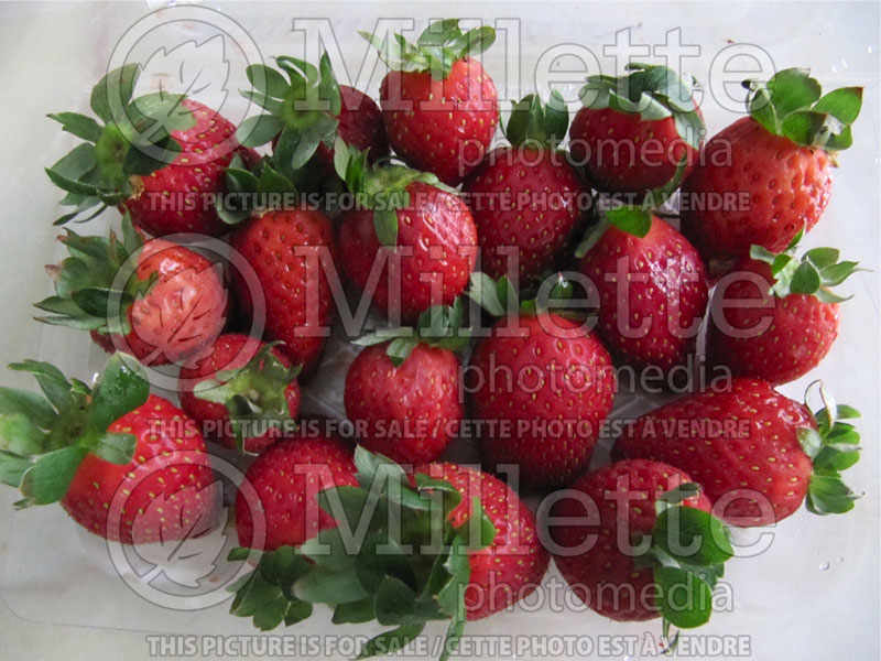 Fragaria Beltran (Strawberry) 1 