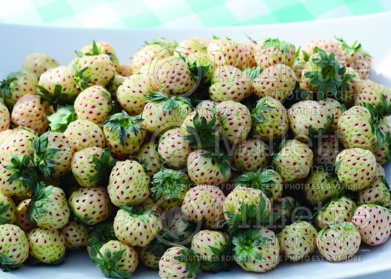 Fragaria Hula Berry (White Strawberry) 1 