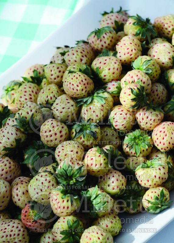 Fragaria Hula Berry (White Strawberry) 2 