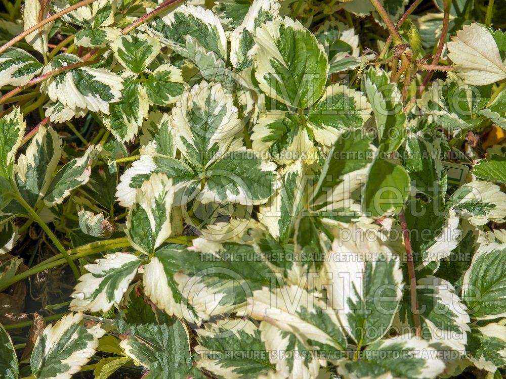 Fragaria Variegata (Strawberry) 3