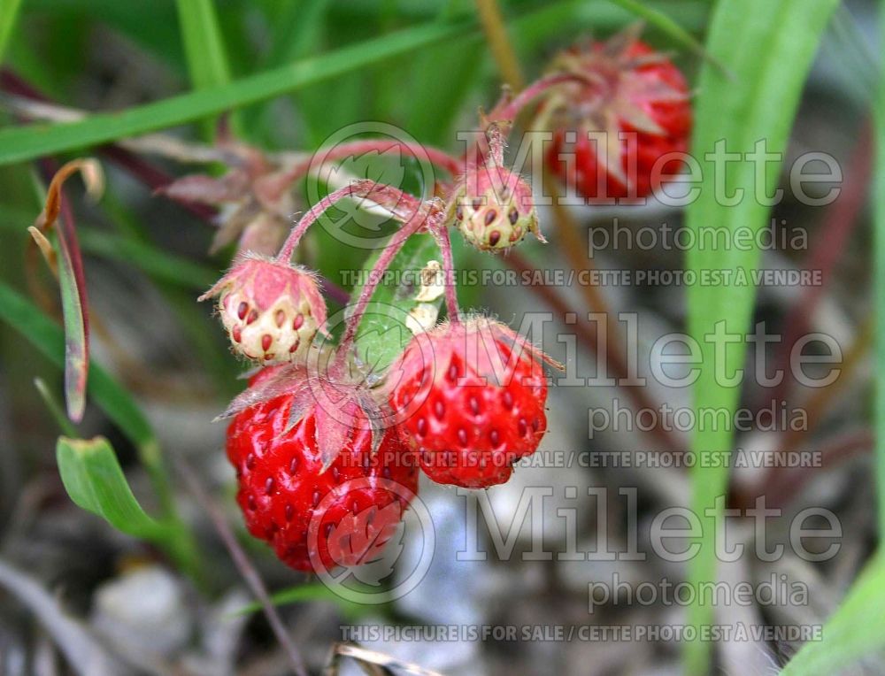 Fragaria virginiana (Virginia strawberry) 2 