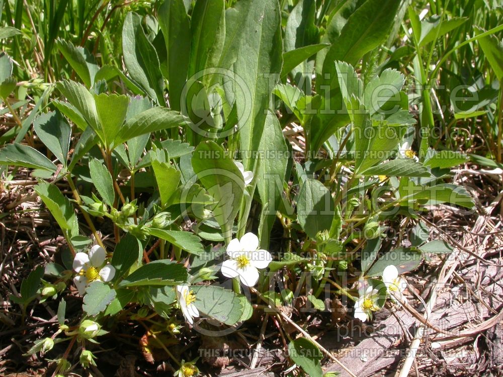 Fragaria virginiana (Virginia strawberry) 5 